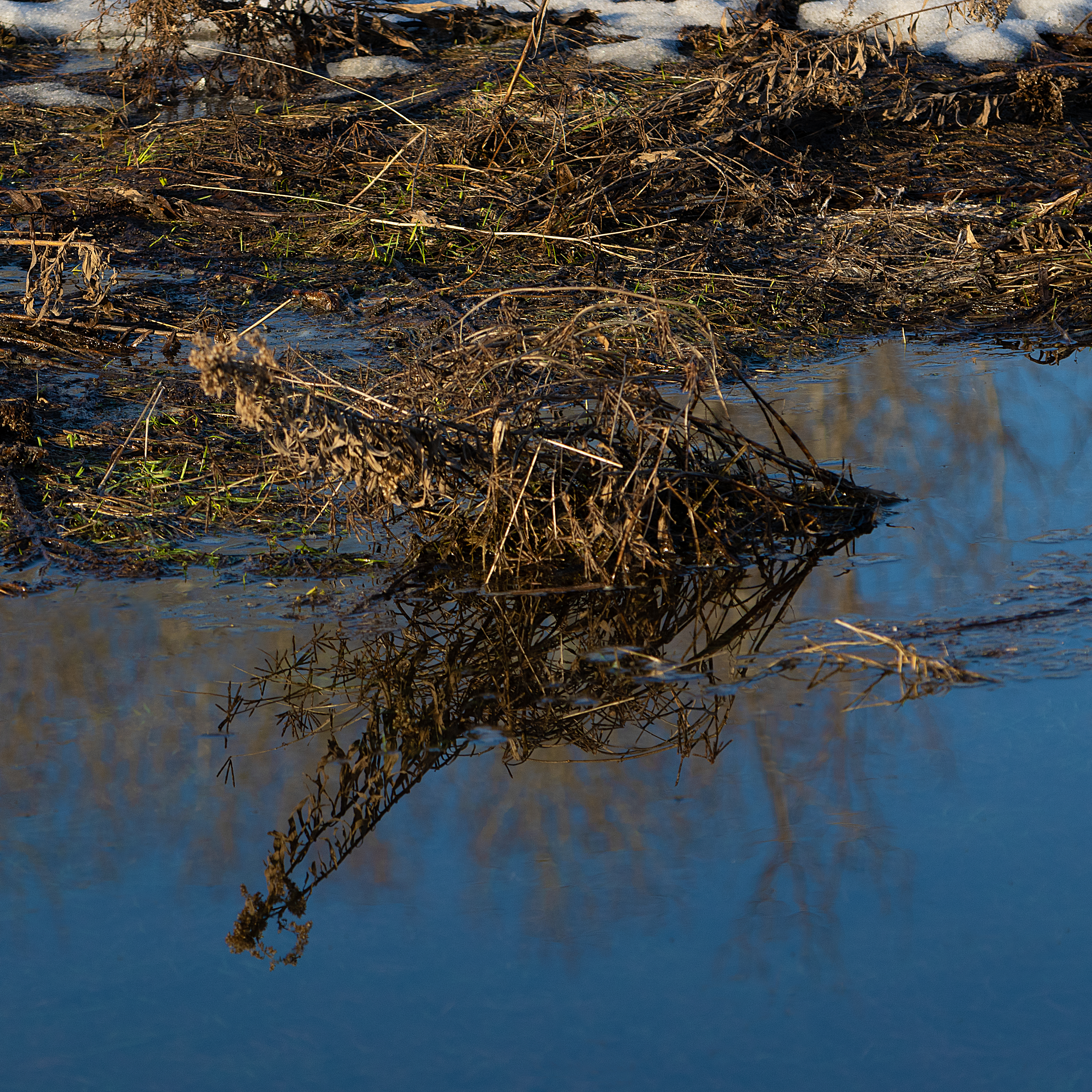 a reflection of a bushel of fallen leaves with the appearence of a ccrocodile with an open mouth