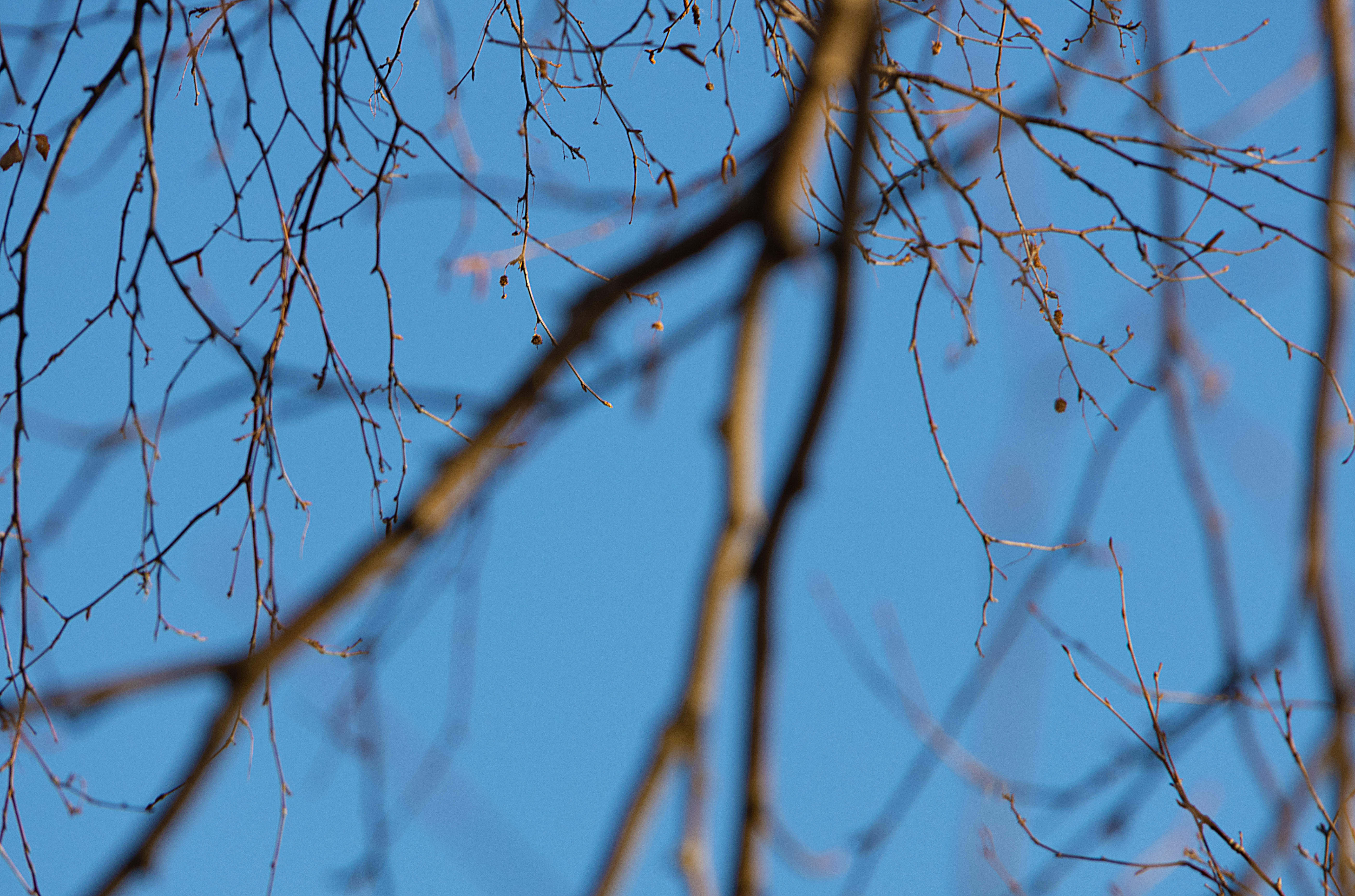 a photo of the sky through tree branches