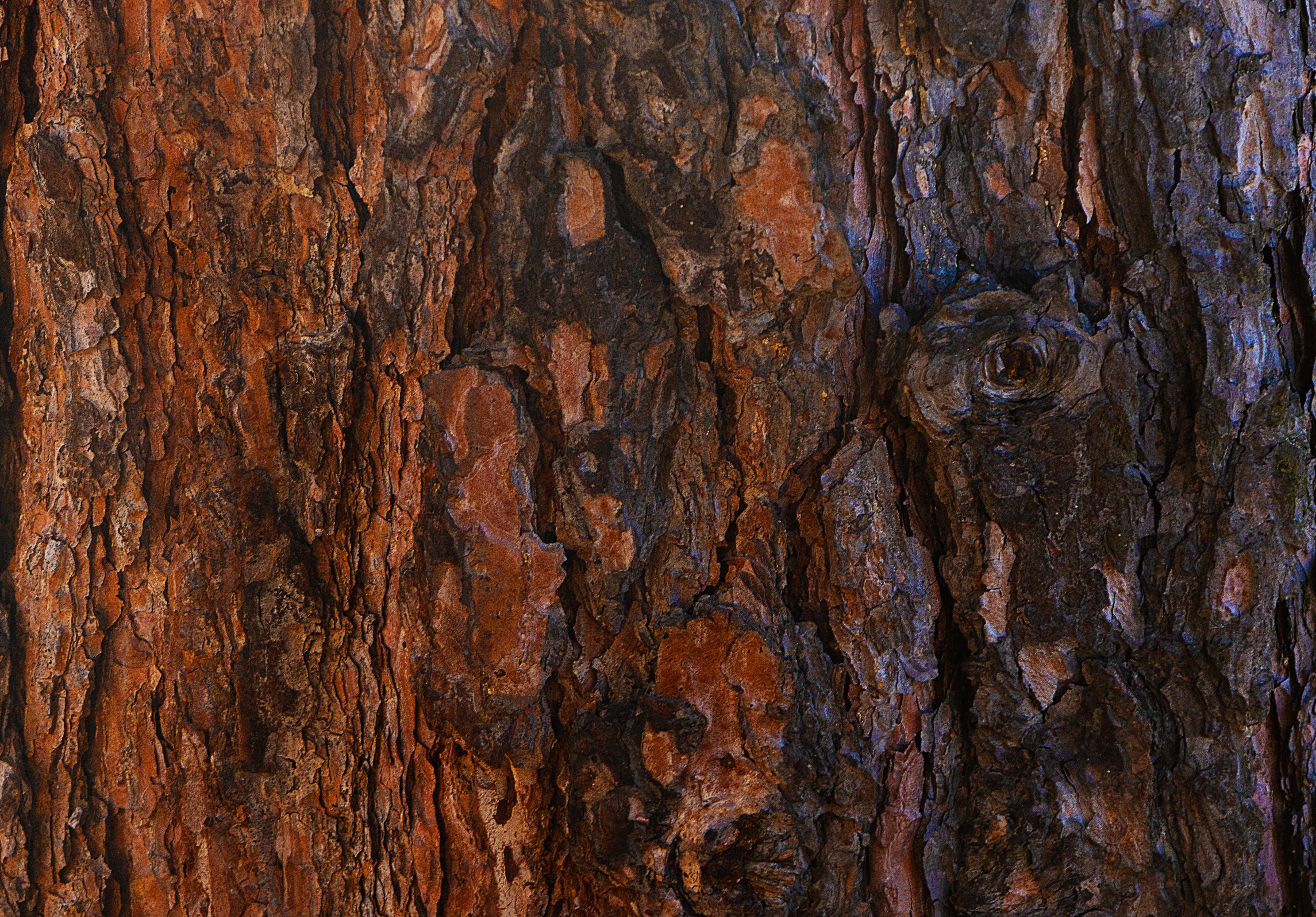 a texture of a tree