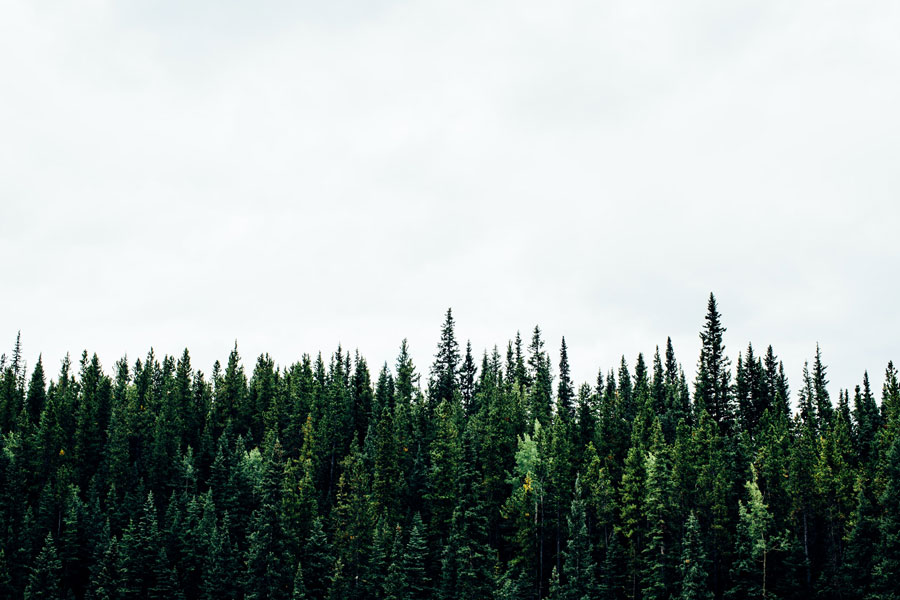 Boreal forest against a white sky
